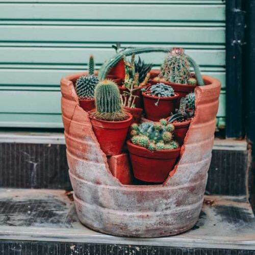 How to Water and Feed Your Cactus